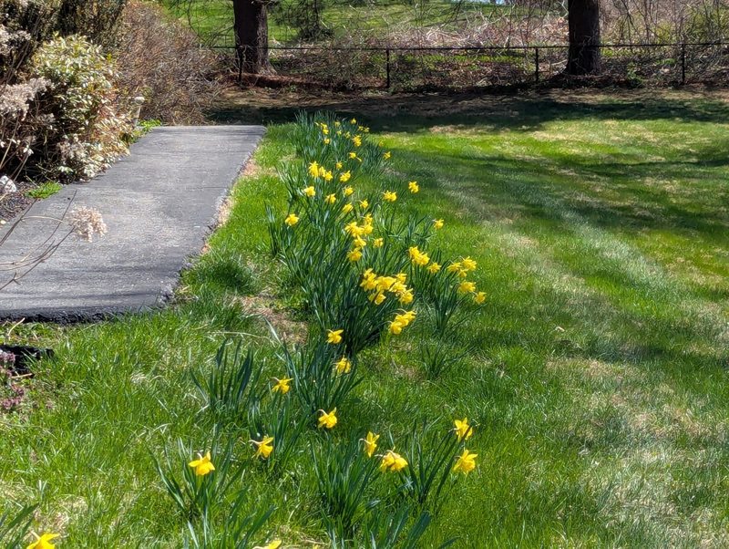 In the garden — photograph 1