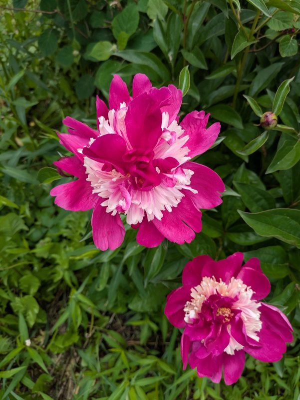 In the garden — photograph 6