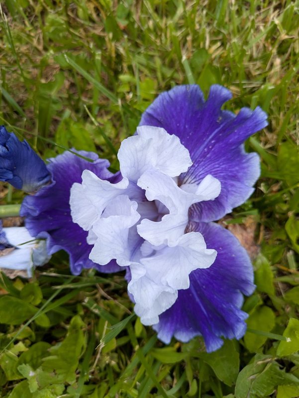 Purple and white irises in the garden