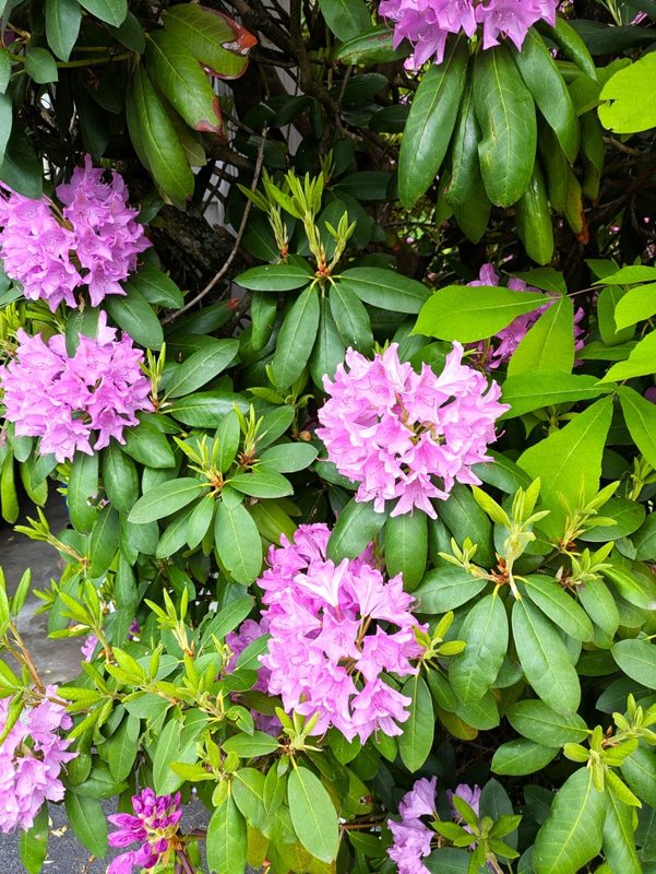 In the garden — photograph 7