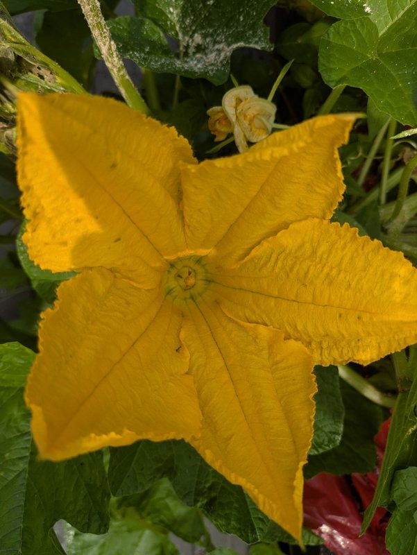 Summer flowers — photograph 2