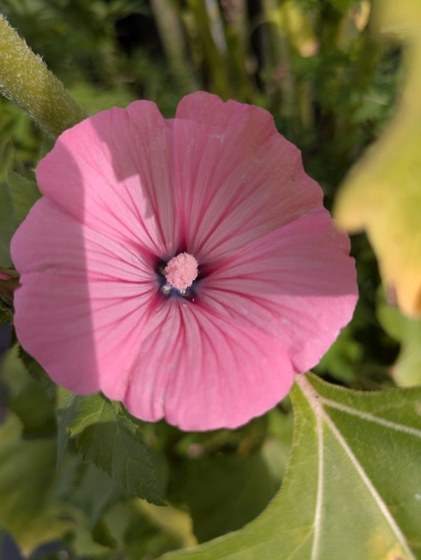 Summer flowers — photograph 3