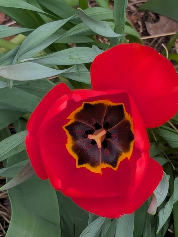 In the garden — photograph 10