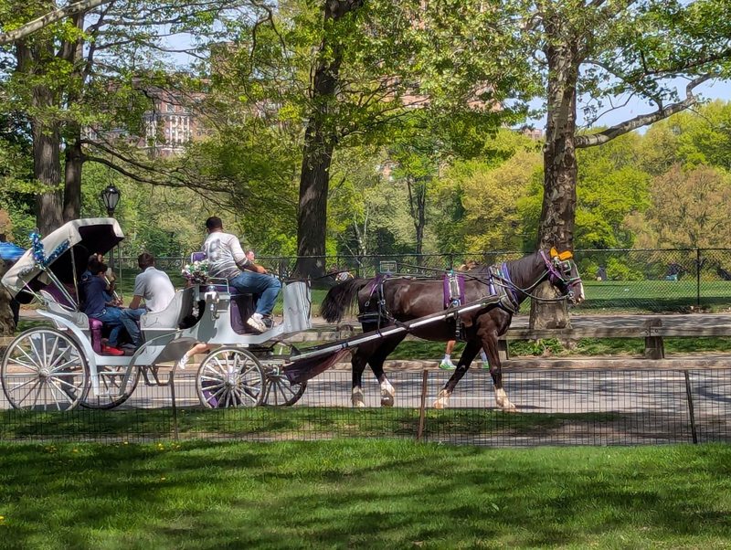 Central Park and St. John the Divine — photograph 1